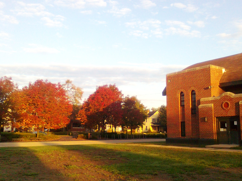 fall trees